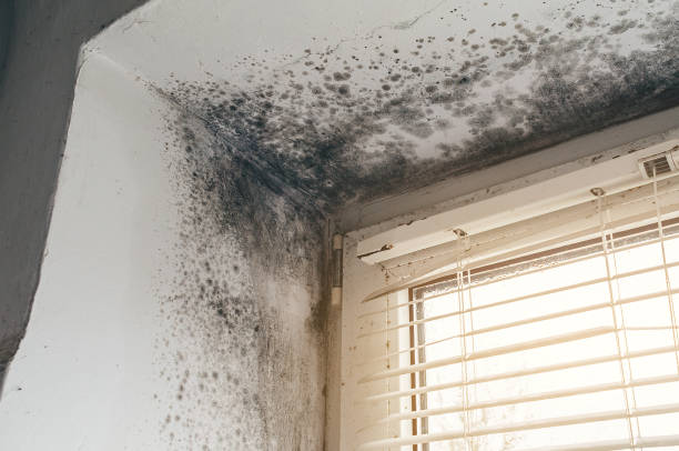 Affordable Black Mold Remediation solutions in Mifflinburg, PA